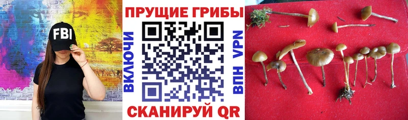 Псилоцибиновые грибы Psilocybe  Купить где  Нытва 
